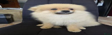 Pomeranian 4