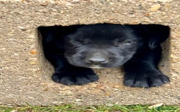 Springador dogs for sale: 7 week old springador puppies male and female  - Image 1