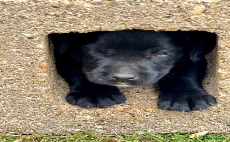 Springador dogs - Advert 12