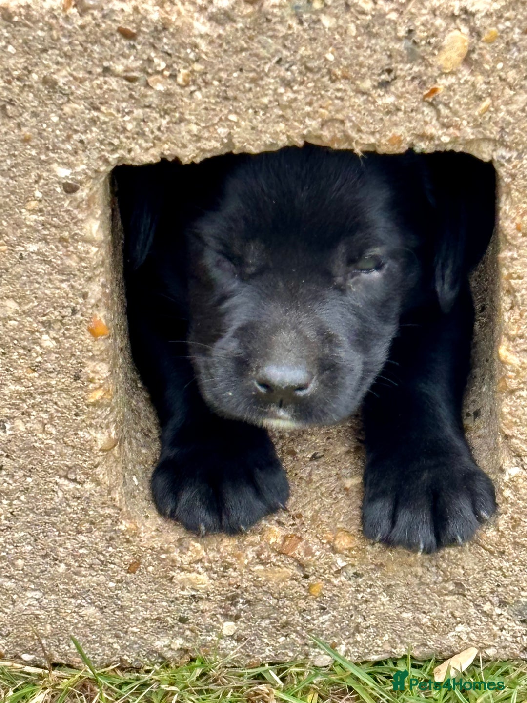 Springador dogs for sale: 7 week old springador puppies male and female  - Image 1