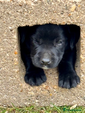 Springador dogs - Advert 4