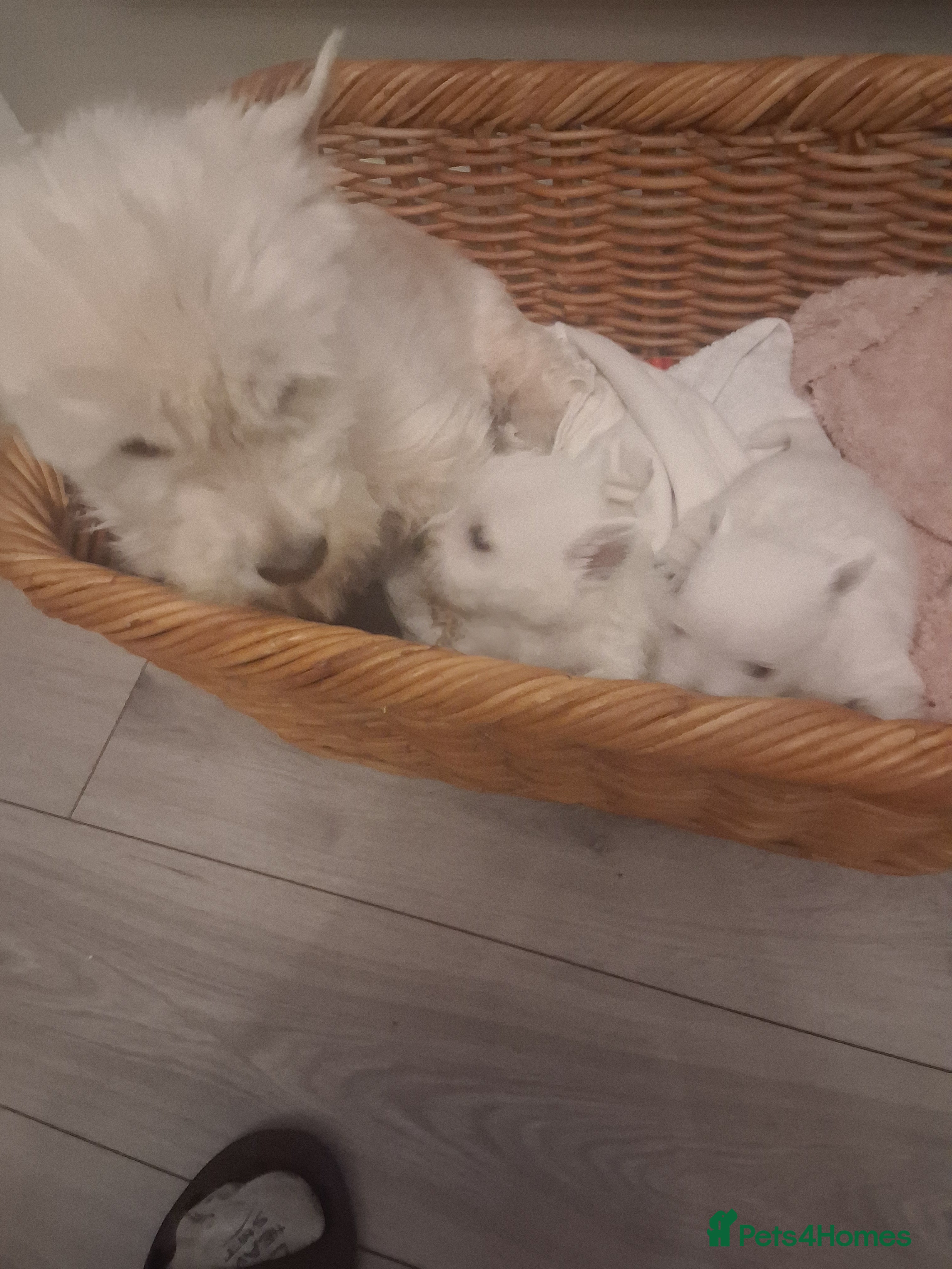 West Highland Terrier dogs Westie pups - Advert 1