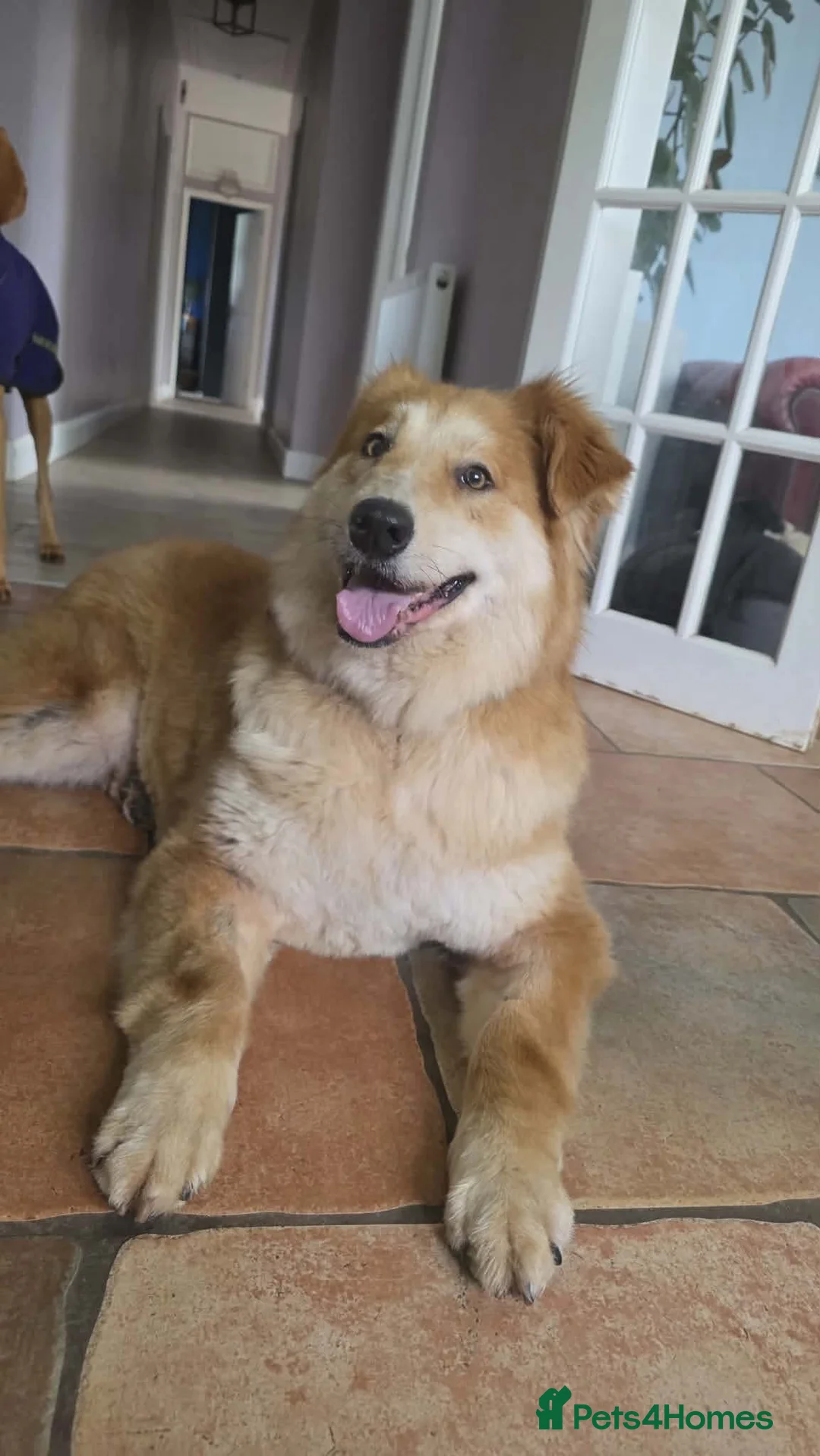 Mixed Breed dogs for adoption: Charlotte - Smiley, Playful and Cheeky in Worcester - Advert 1