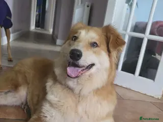 Mixed Breed dogs Charlotte - Smiley, Playful and Cheeky - Advert 3