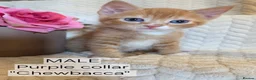 Mixed Breed cats for sale: Beautiful 1/4 maine coon kittens. - Advert 5