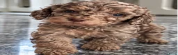 Cockapoo dogs for sale: Exquisite 5* rated licensed F2bb toy cockapoo’s  - Advert 9
