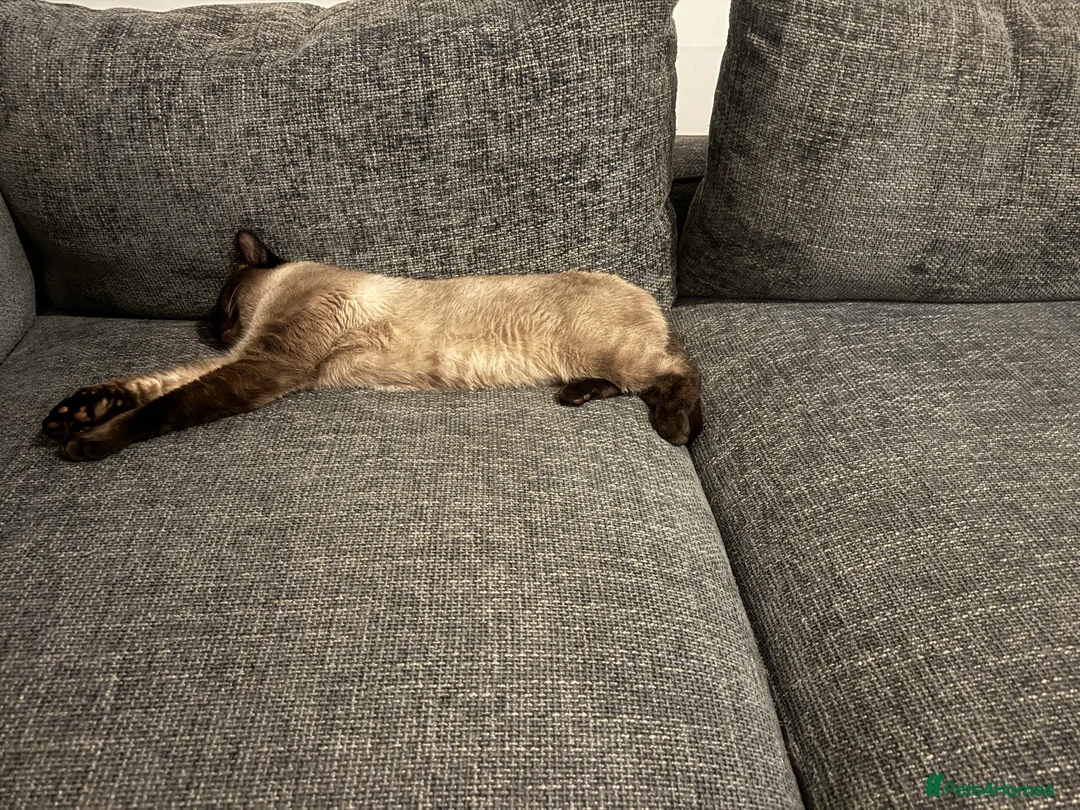 Mixed Breed cats for sale: Siamese x Domestic  - Advert 6