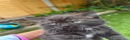 British Shorthair cats for sale: British short hairs for sale  in Manchester - Advert 3
