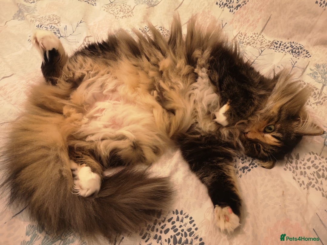 Norwegian Forest Cat cats for sale: Norwegian Forest Cat Female 10yrs - Advert 11