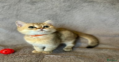 British Shorthair cats - Advert 4