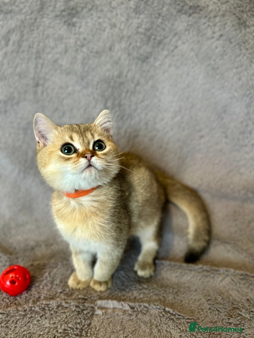 British Shorthair cats for sale: *READY NOW* TICA registered BSH kittens - Image 6