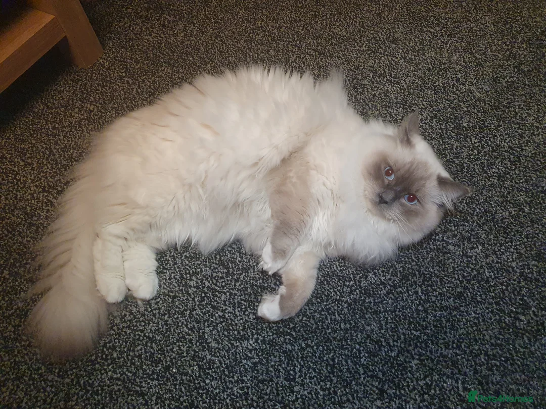 Ragdoll cats for stud: Gccf active large blue mitted ragdoll stud loki in Wakefield - Advert 8