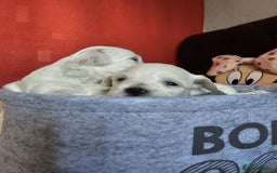 Bichon Frise dogs for sale: 6 bichon maltes - Image 18