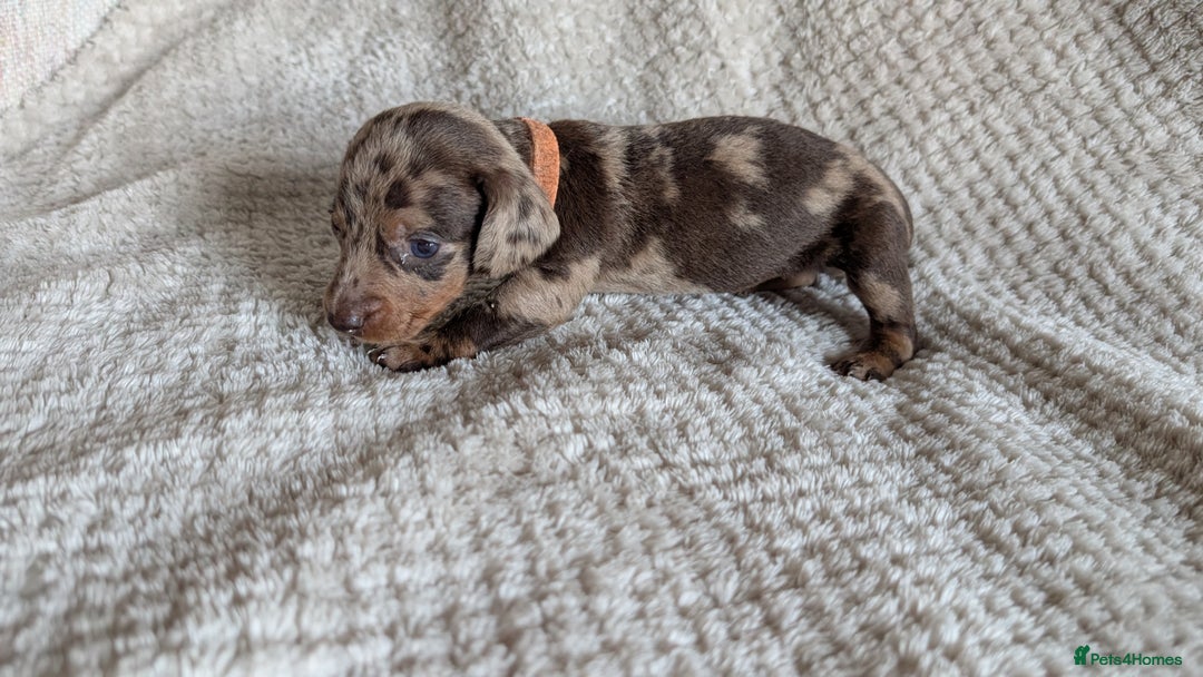 Dachshund dogs for sale: Dachshunds  - Image 17