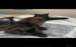Mixed Breed cats for sale: Mixed breed kittens  - Image 6
