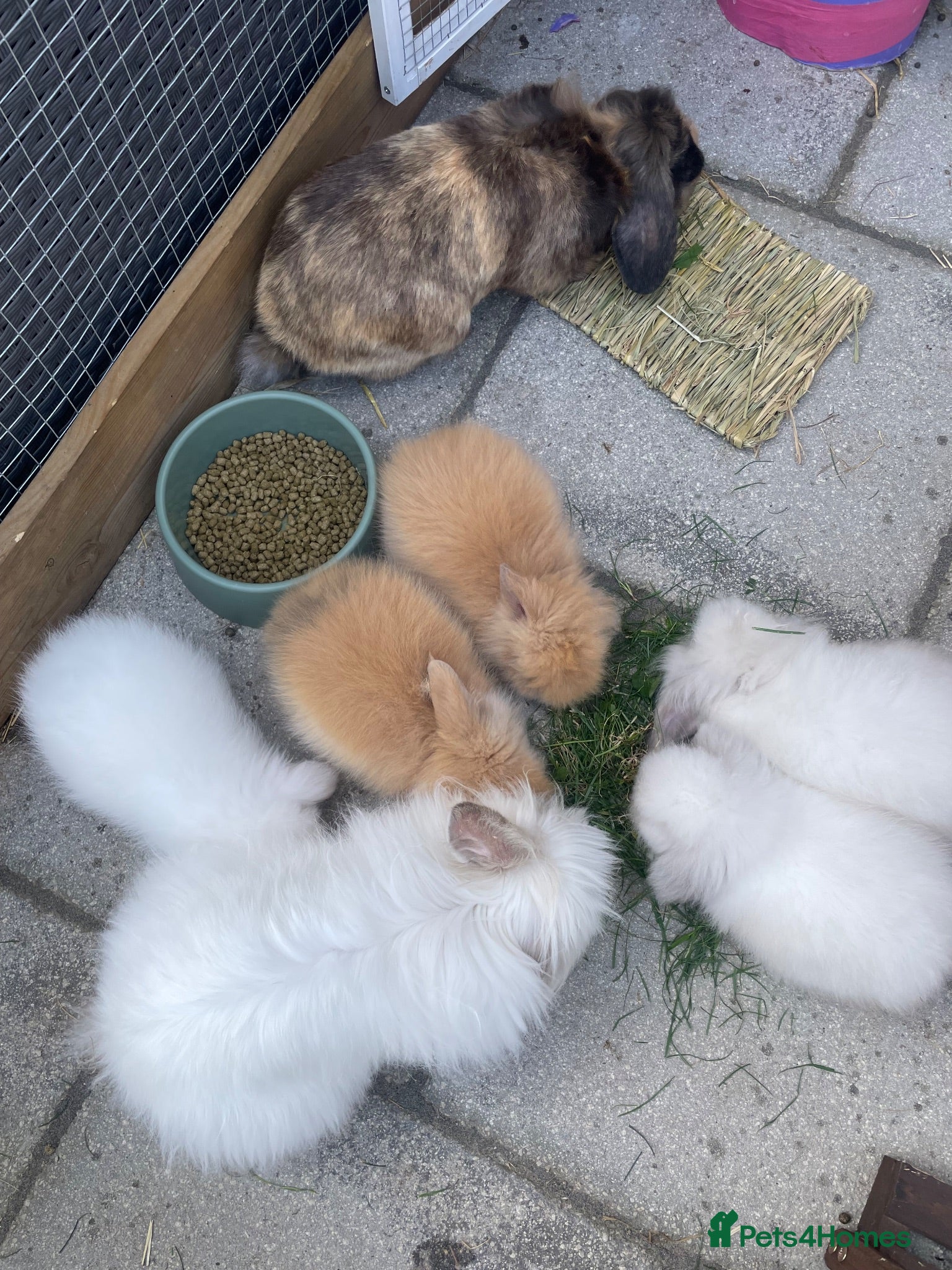 Lionhead rabbits Double maned lionhead babies ready for loving home - Advert 4
