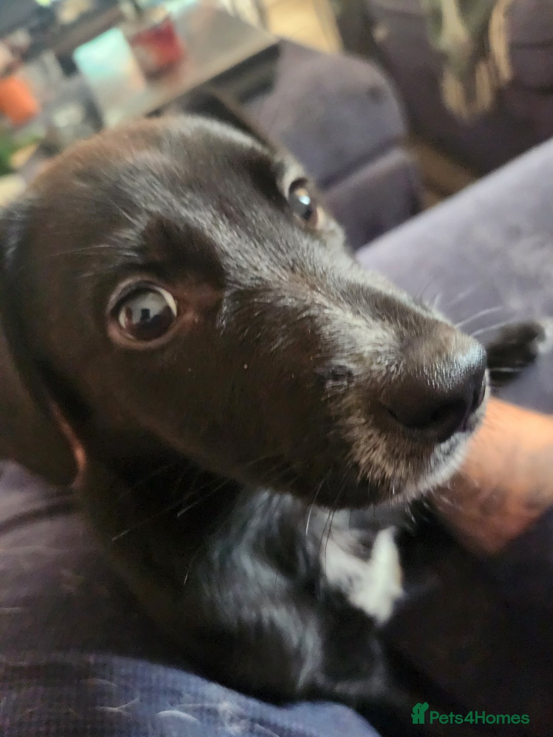 Mixed Breed dogs for sale: Dalmation Sephards - Advert 2