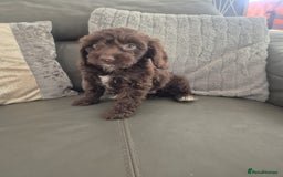 Cockapoo dogs for sale: F1 cockapoo - Ready Now - Image 9