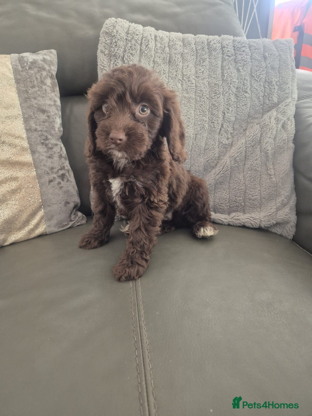 Cockapoo dogs for sale: F1 cockapoo - Ready Now - Image 9
