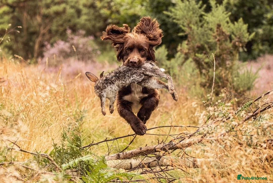 Sprocker dogs for stud: Health tested sprocker for stud in Shrewsbury - Advert 10