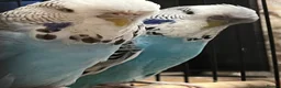 Budgerigars birds for sale: 2 budgies for sale 1 male 1 female  in Mexborough - Advert 2