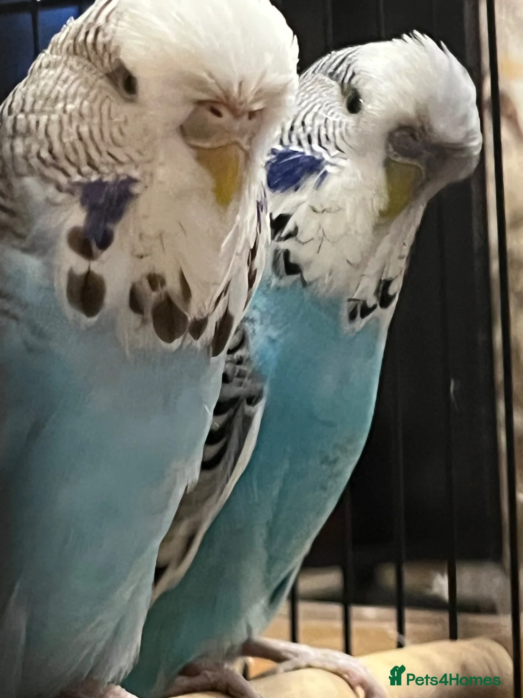Budgerigars birds for sale: 2 budgies for sale 1 male 1 female  in Mexborough - Advert 2