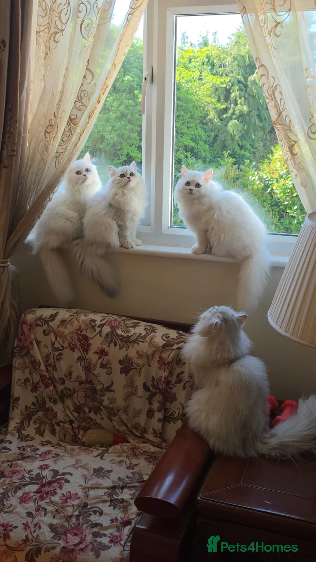 Persian cats for sale: Persian angels, 4 girls, one boy in Northwood - Advert 12
