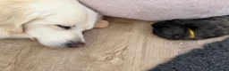 Golden Shepherd dogs for sale: ⭐ Golden Shepherd Puppies | ENS & ESI Raised ⭐ - Advert 19