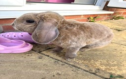 Mini Lop rabbits for sale: Male plush mini lop rabbit for sale - Image 2