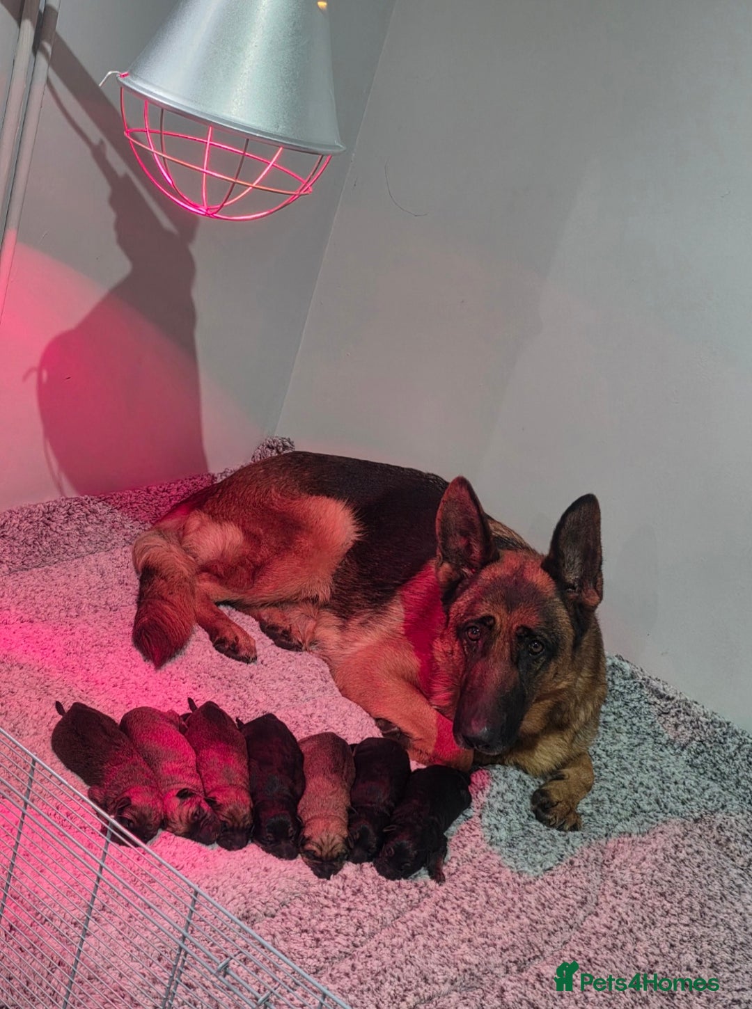 German Shepherd dogs for sale: Puppy German Shepherd  - Advert 6