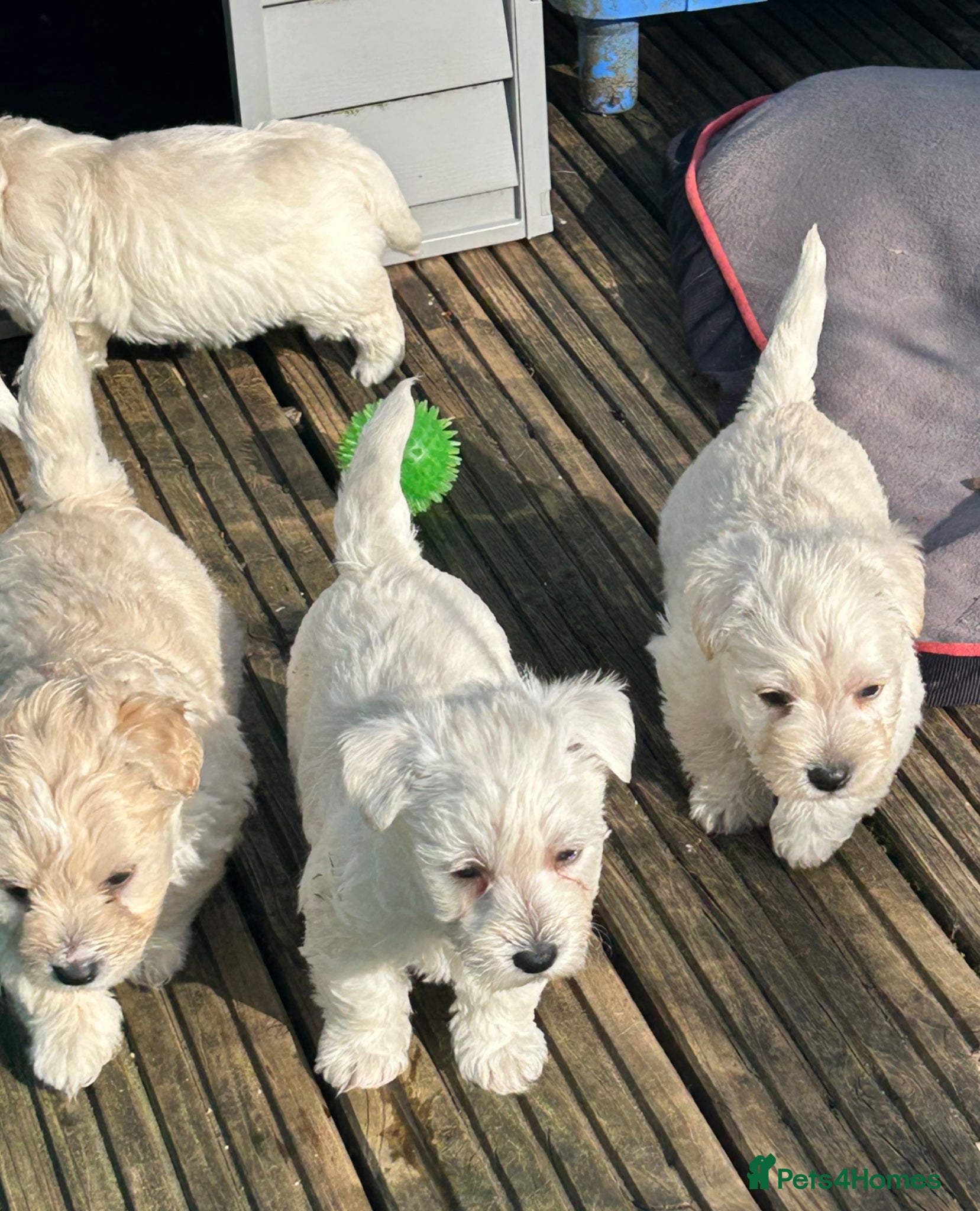 Westiepoo dogs Westiepoo - Advert 2