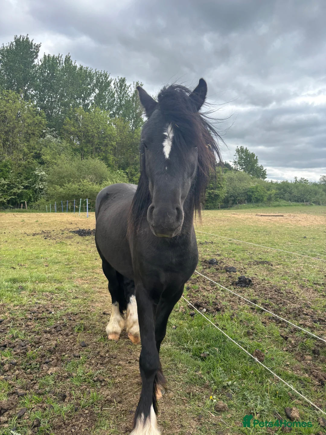 Welsh Section C horses for sale: Welsh Section C x Black Fell Gelding - Advert 2