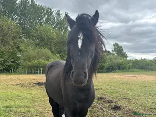 Welsh Section C horses Welsh Section C x Black Fell Gelding - Advert 4