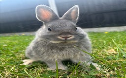 Netherland Dwarf rabbits for sale: BEAUTIFUL 9 WEEK OLD NETHERLAND DWARF BUNNIES  - Image 3
