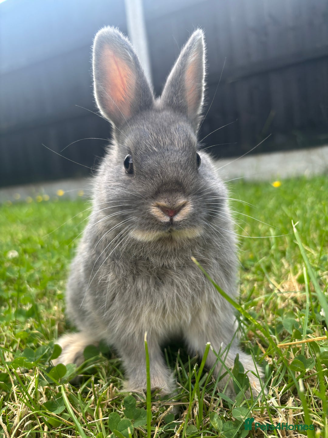 Netherland Dwarf rabbits for sale: BEAUTIFUL 9 WEEK OLD NETHERLAND DWARF BUNNIES  - Image 3