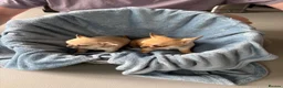Chihuahua dogs for sale: 4 smooth coat apple head Chihuahua puppies - Advert 13