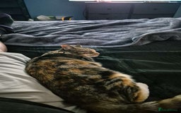 Domestic Shorthair cats for sale: 1 year old female cat  - Image 4