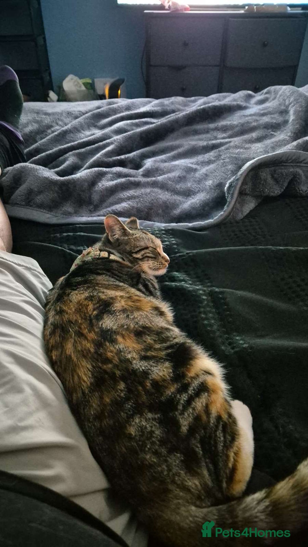 Domestic Shorthair cats for sale: 1 year old female cat  - Image 4