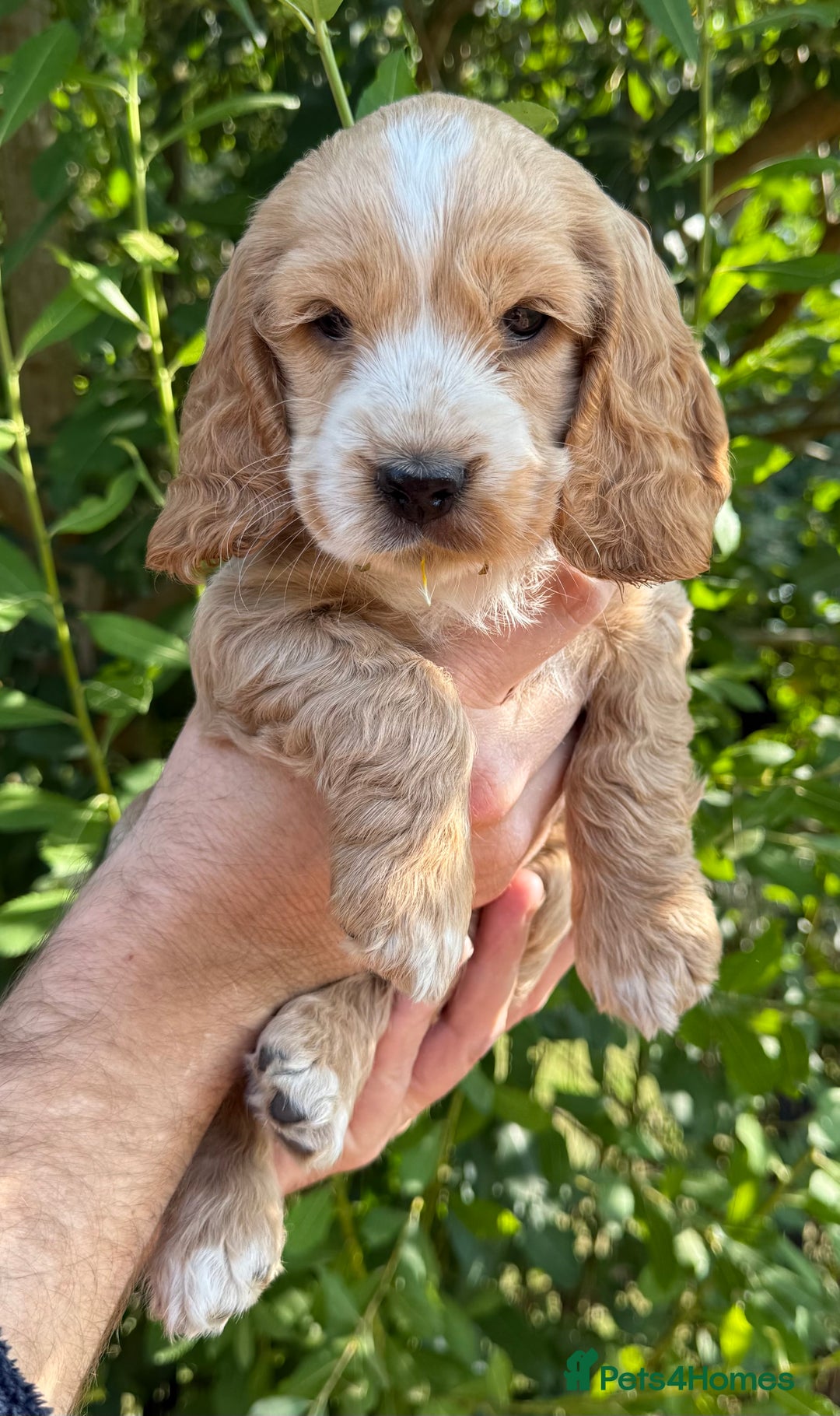 Cocker Spaniel dogs for sale: Show Type Cocker Spaniels - Image 18