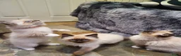 Ragdoll cats for sale: Stunning GCCF Registered Ragdoll Kittens. - Advert 6
