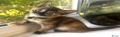 Umbala Angylion Bubun Gesshoku (Copy Cat)