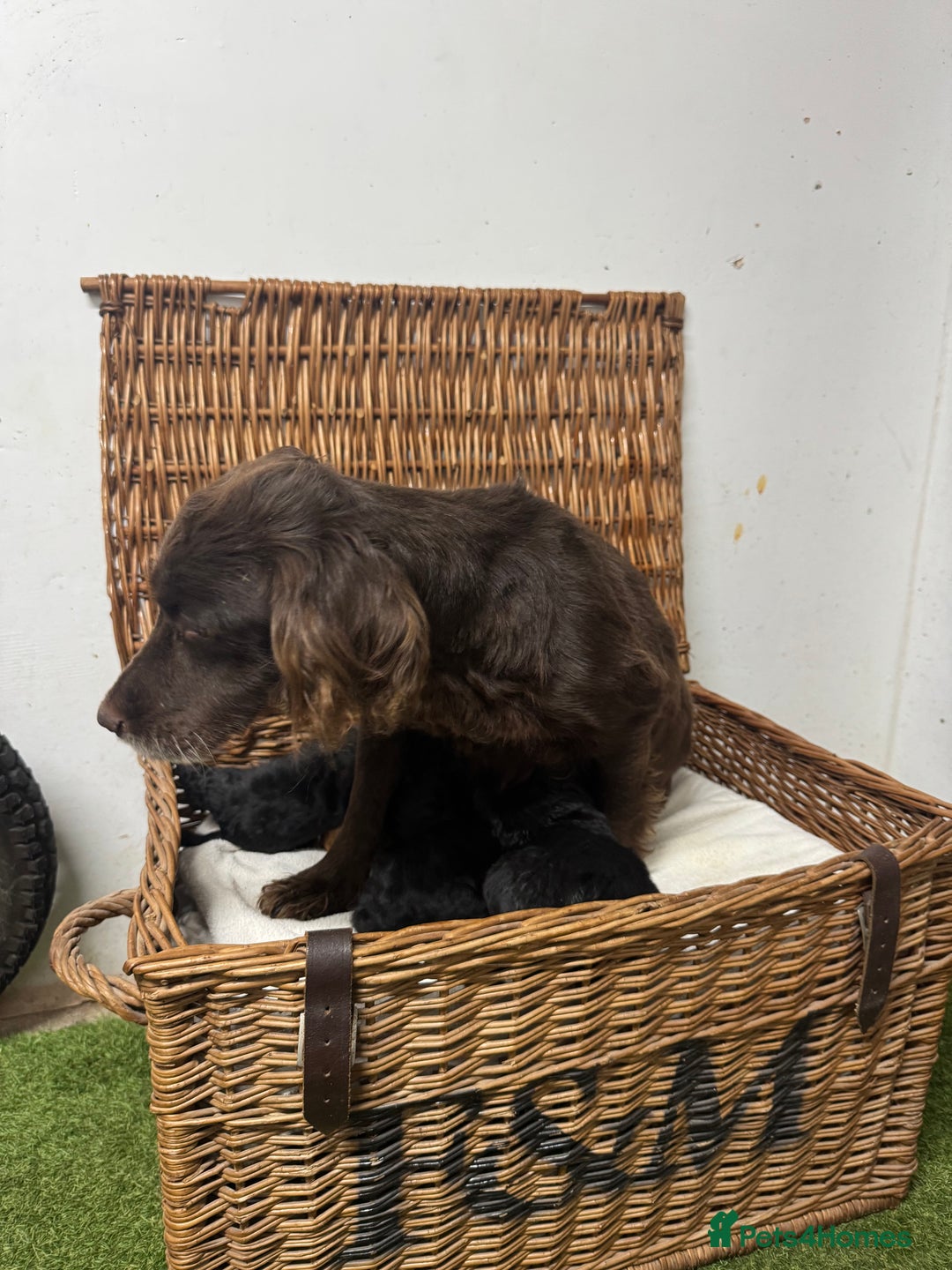 Cockapoo dogs for sale:  DNA health tested fully vaccinated ready to go - Advert 10