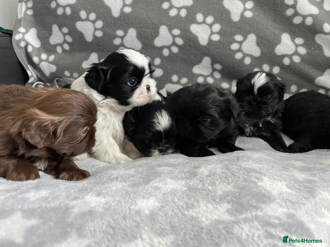 Shih Tzu dogs for sale: Stunning small kc rg shih tzh  - Advert 8