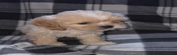 Cava Tzu dogs for sale: Cava Tzu pups - Advert 8