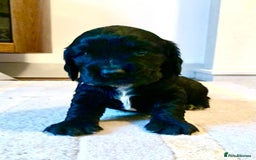 Cocker Spaniel dogs for sale: COCKER SPANIELS - Advert 8