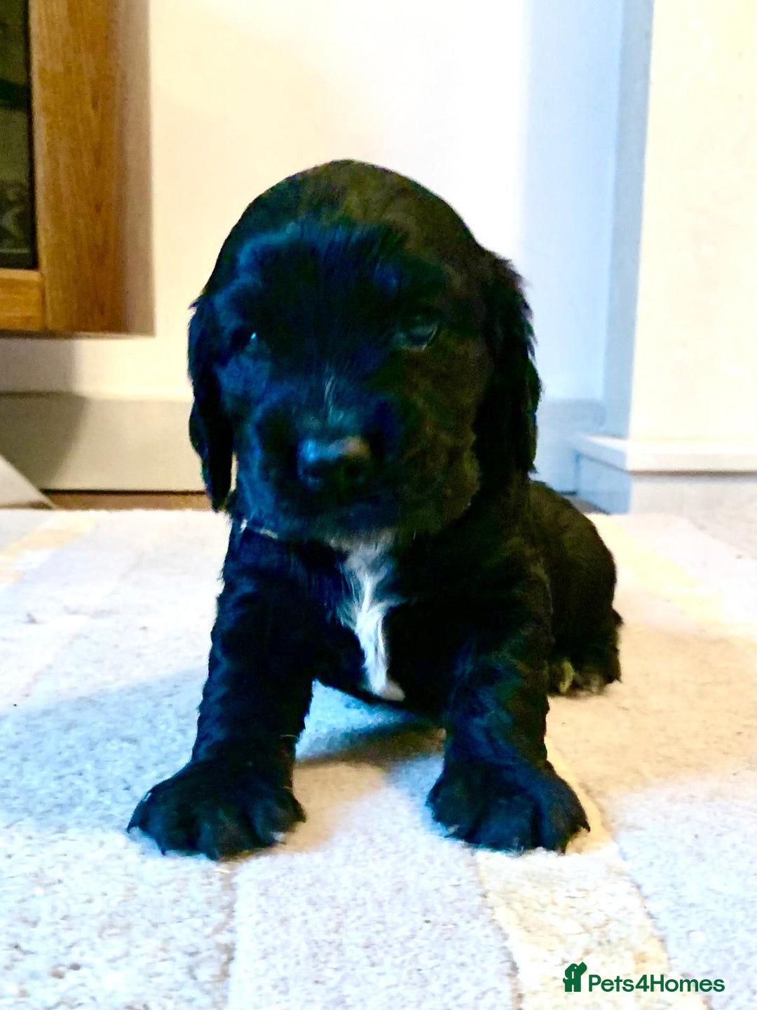 Cocker Spaniel dogs for sale: COCKER SPANIELS - Advert 8