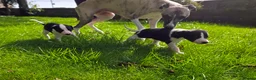 Whippet dogs for sale: 1 Girl Left - KC Whippet Puppies in Aberdeenshire - Advert 18