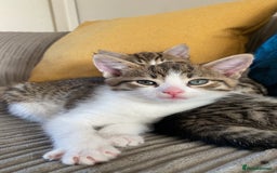 Mixed Breed cats for sale: Adorable mixed breed siblings!🥺 - Advert 4