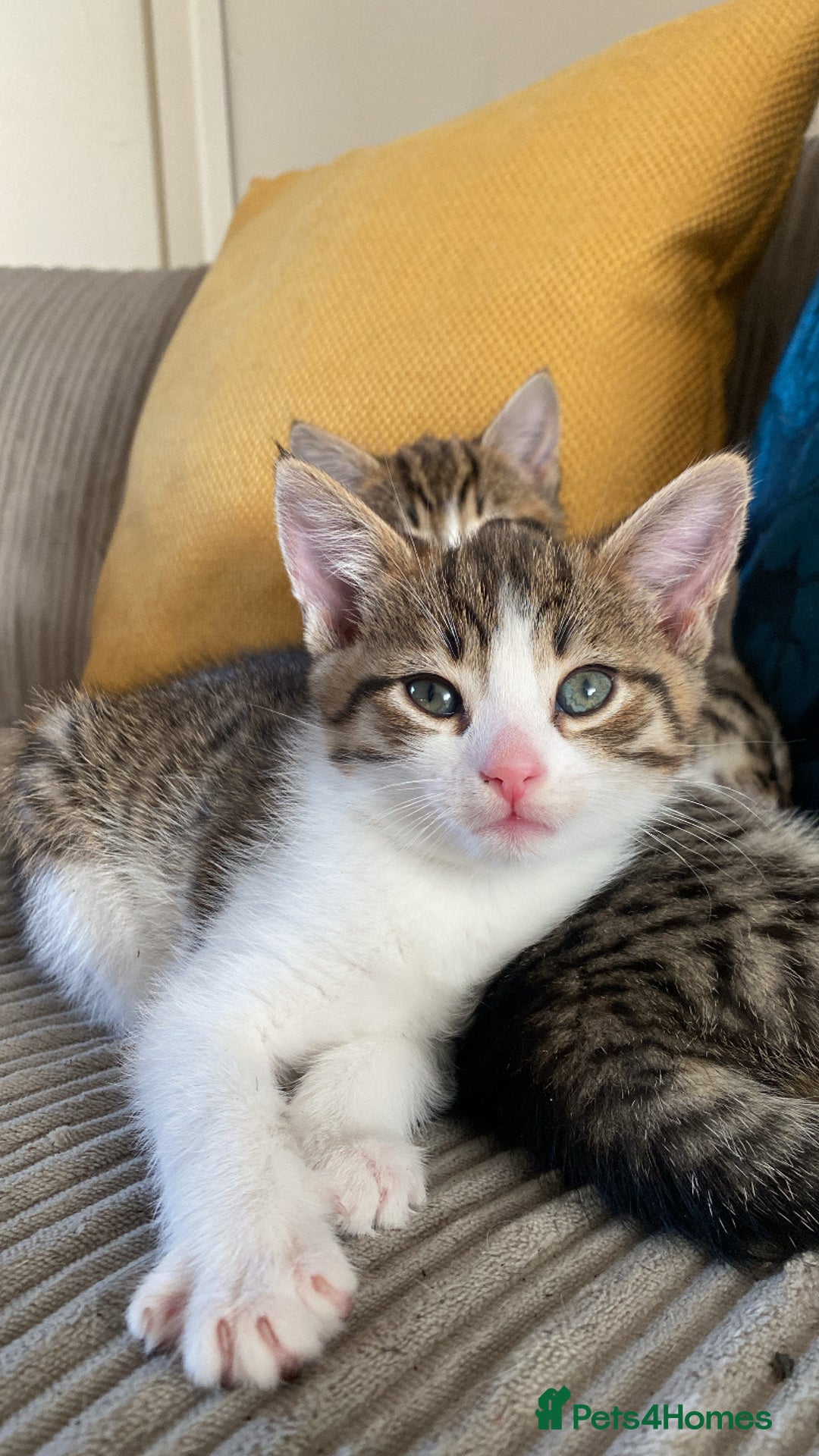 Mixed Breed cats for sale: Adorable mixed breed siblings!🥺 - Advert 4