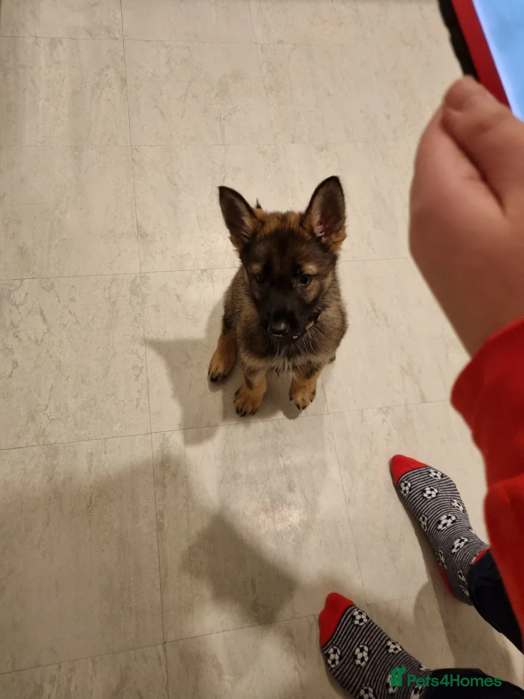 German Shepherd dogs for sale: 16 month German Shepherd  in Birmingham - Advert 7